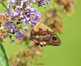 Grosses Ochsenauge (4)